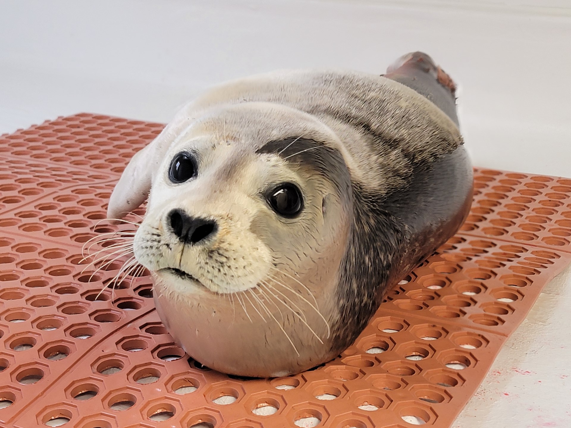 Harbor seal in rehabilitation