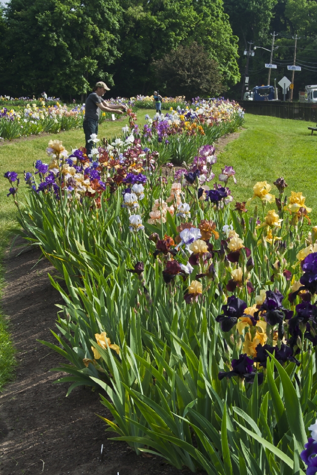 Essex County Presby Memorial Iris Gardens