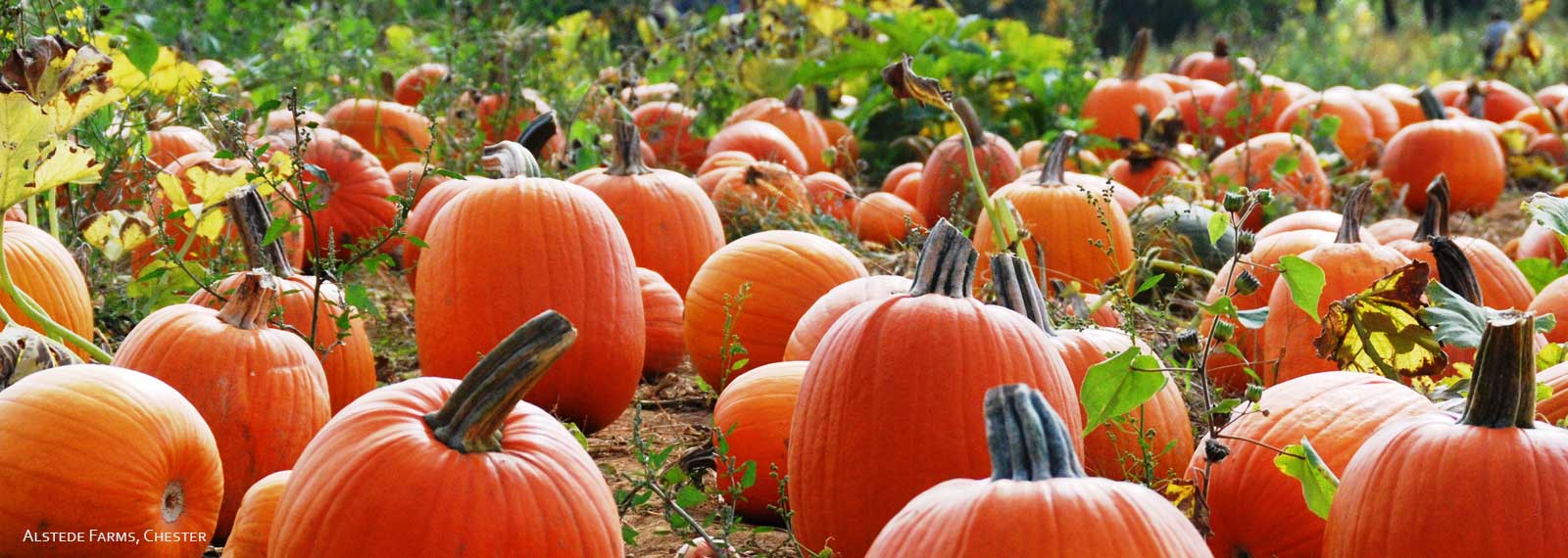 Family-Friendly Halloween Activities And Farm Events | VisitNJ.org