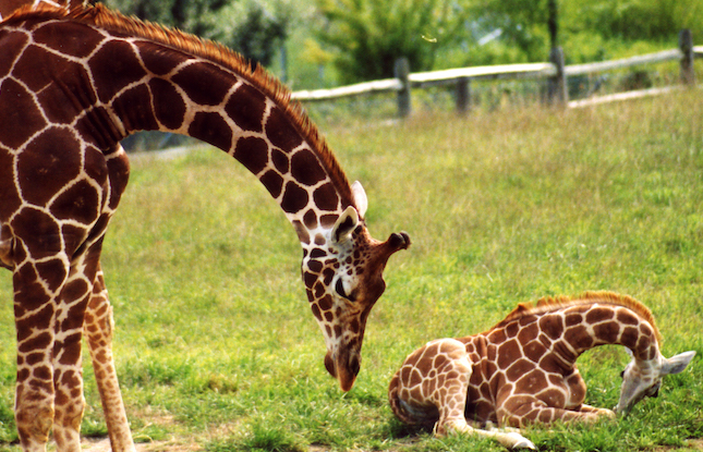 These Are the 7 Must-Visit Zoos Around and In New Jersey - AZ Animals