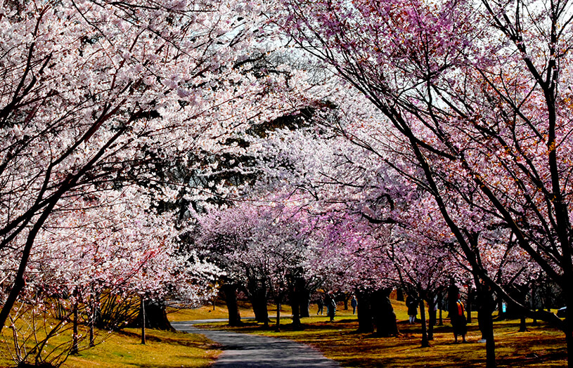 Cherry Blossom Festival, Branch Brook Park – Blooming With Fun