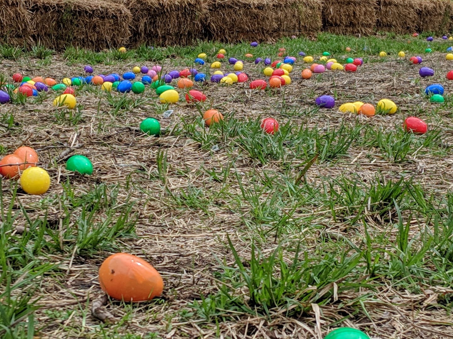 Colored Easter Eggs in the field