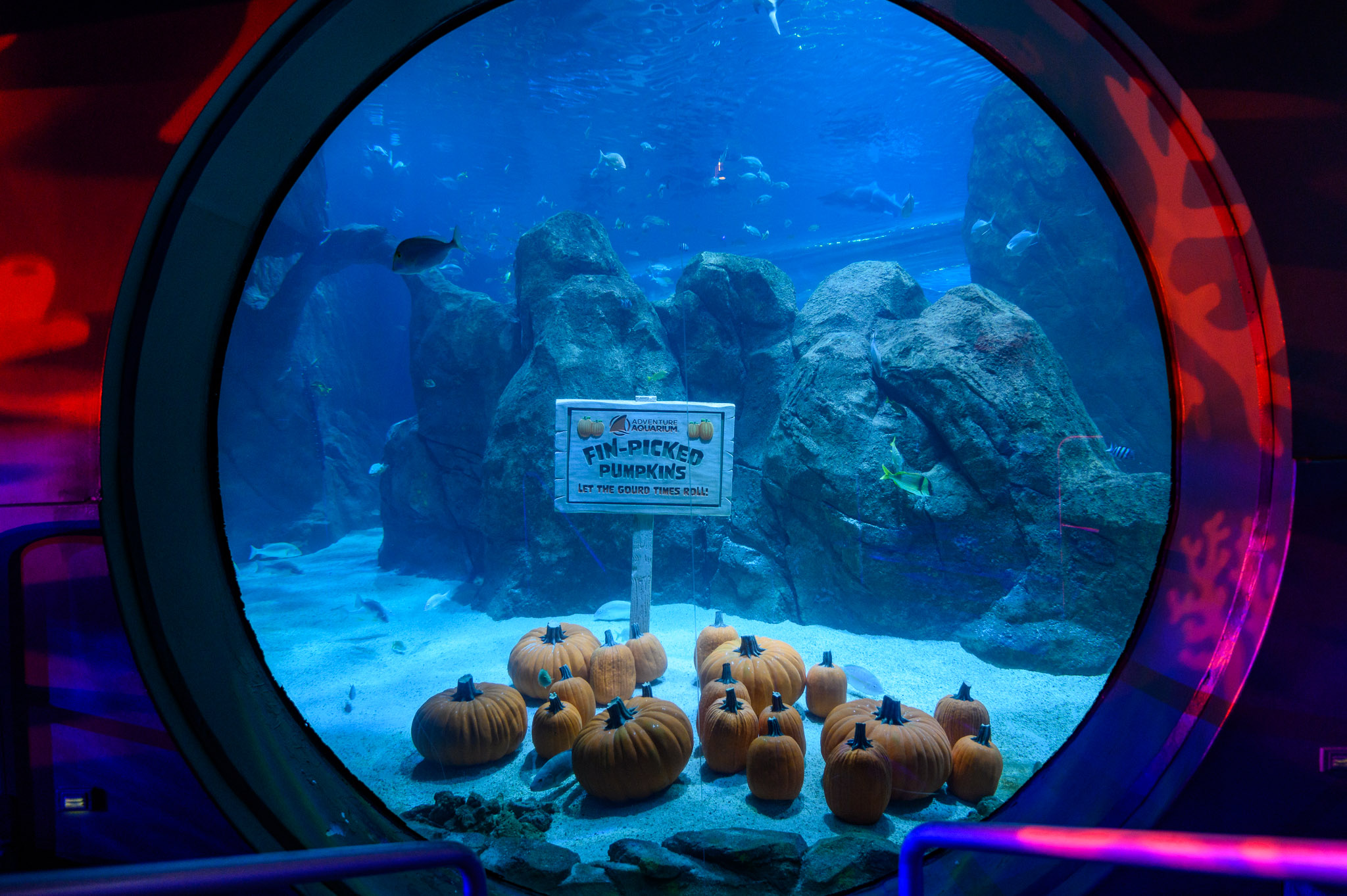 underwater pumpkin patch with a sign that says "fin picked pumpkins"