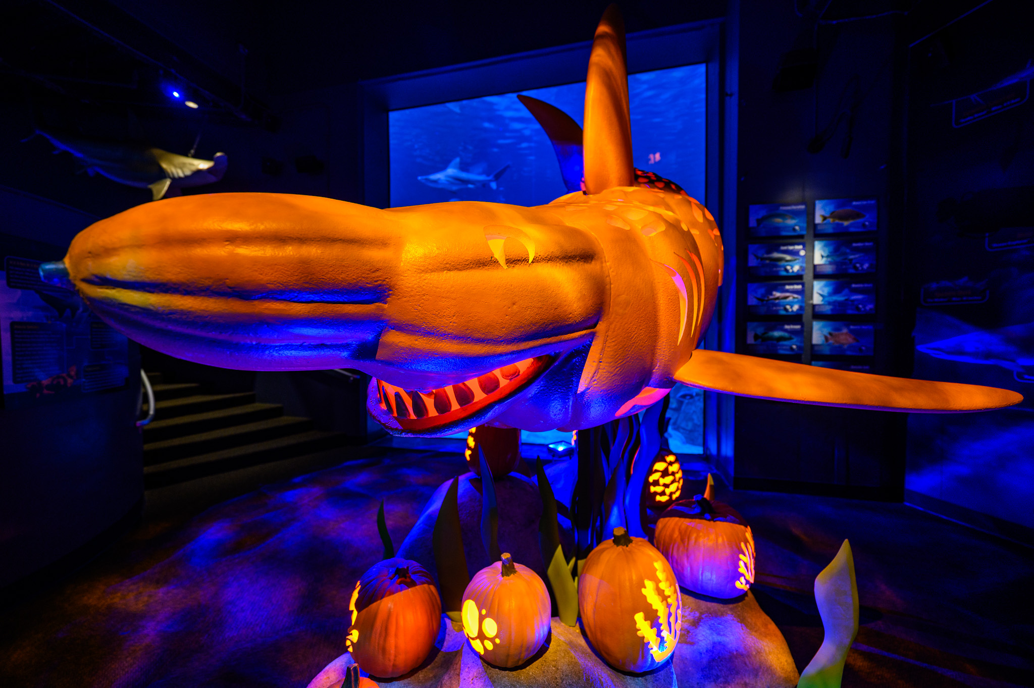 glowing shark display crafted out of faux pumpkins