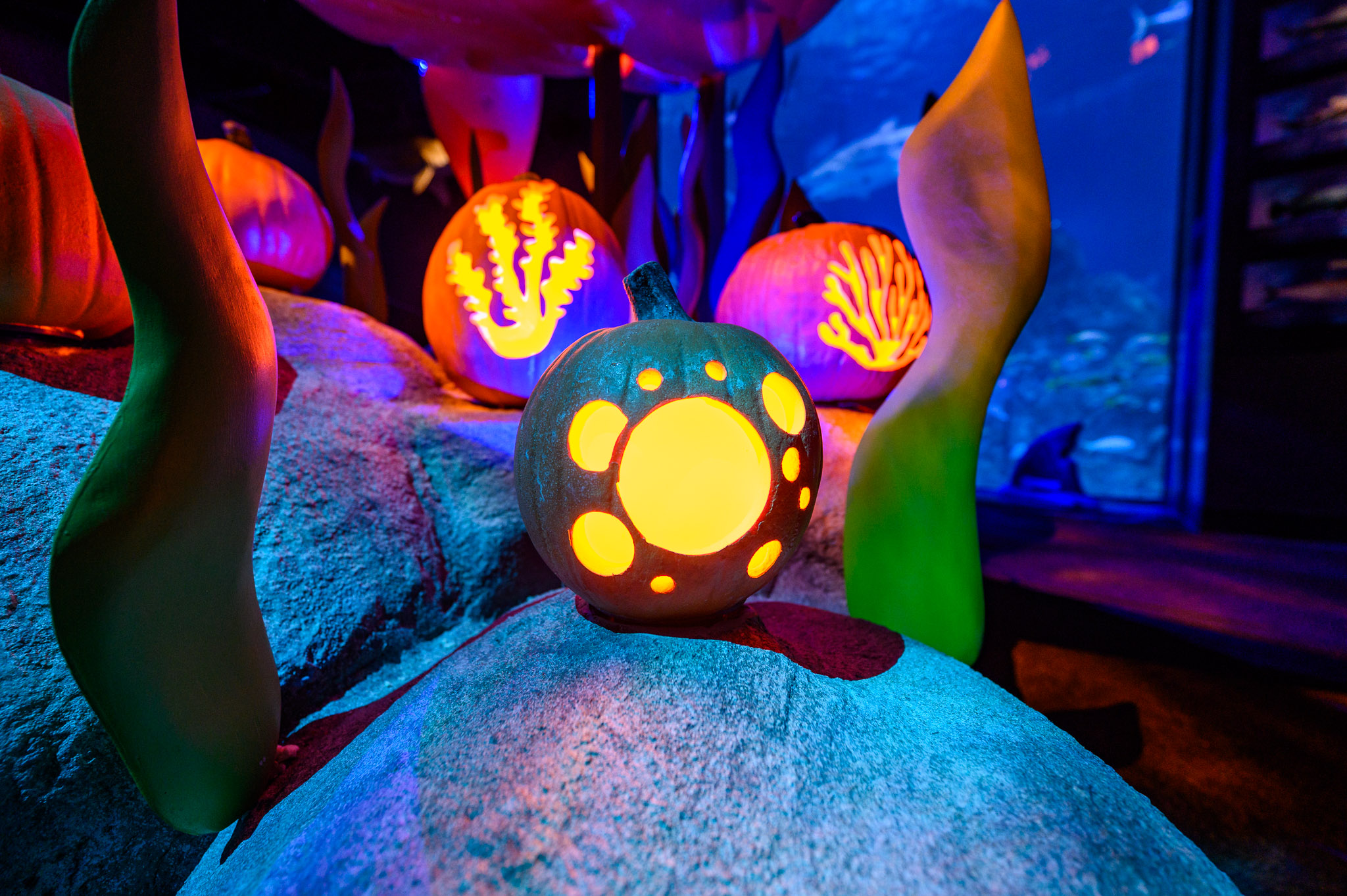 glowing faux pumpkins featuring bubble and coral cut outs