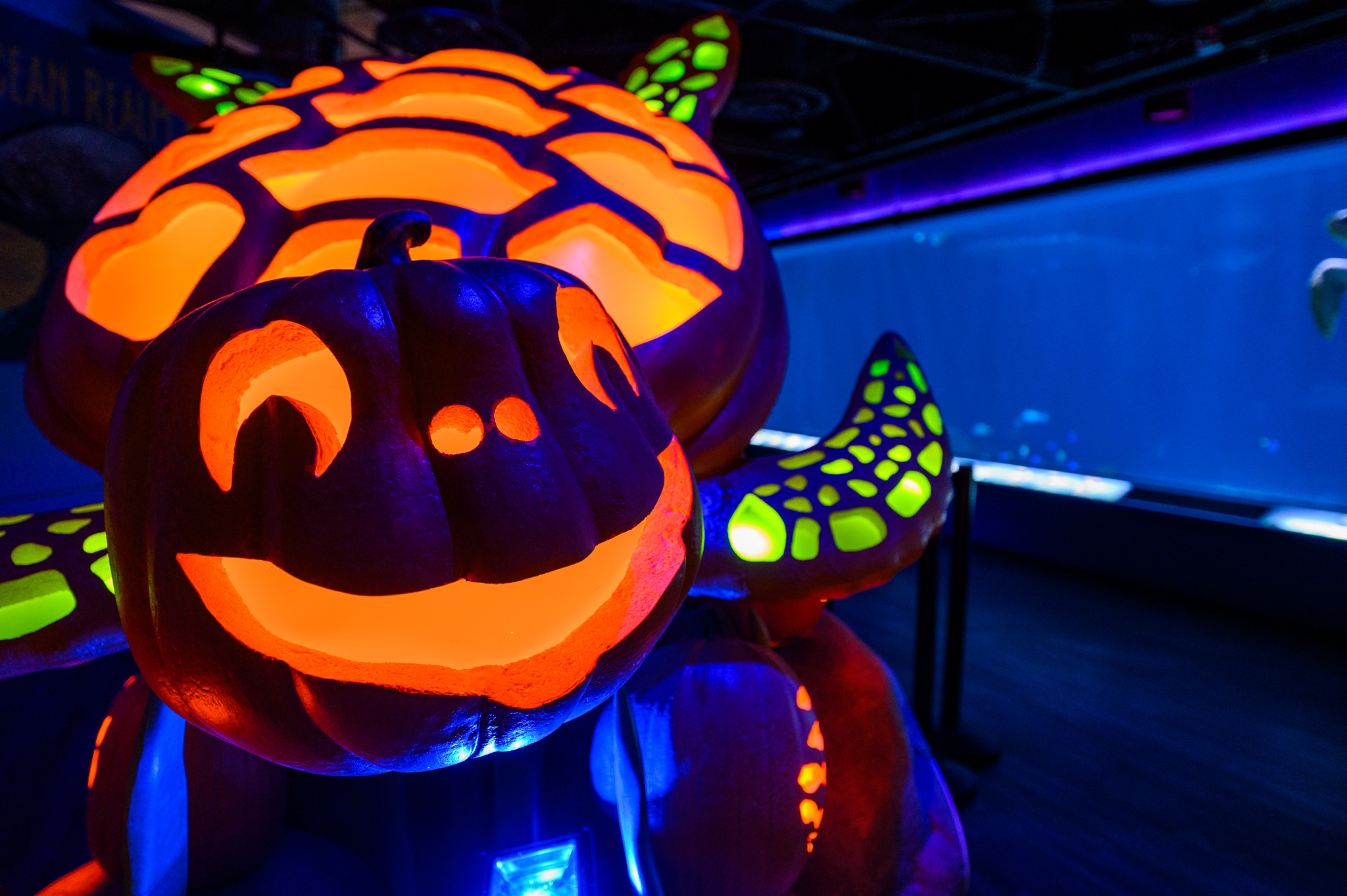 glowing turtle display crafted out of faux pumpkins