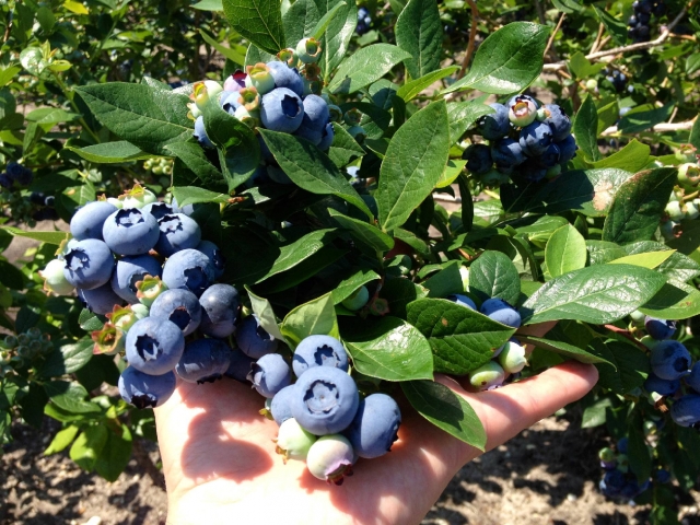 DiMeo Farms & Blueberry Plants Nursery