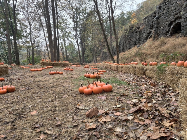 Pumpkins for picking in the patch