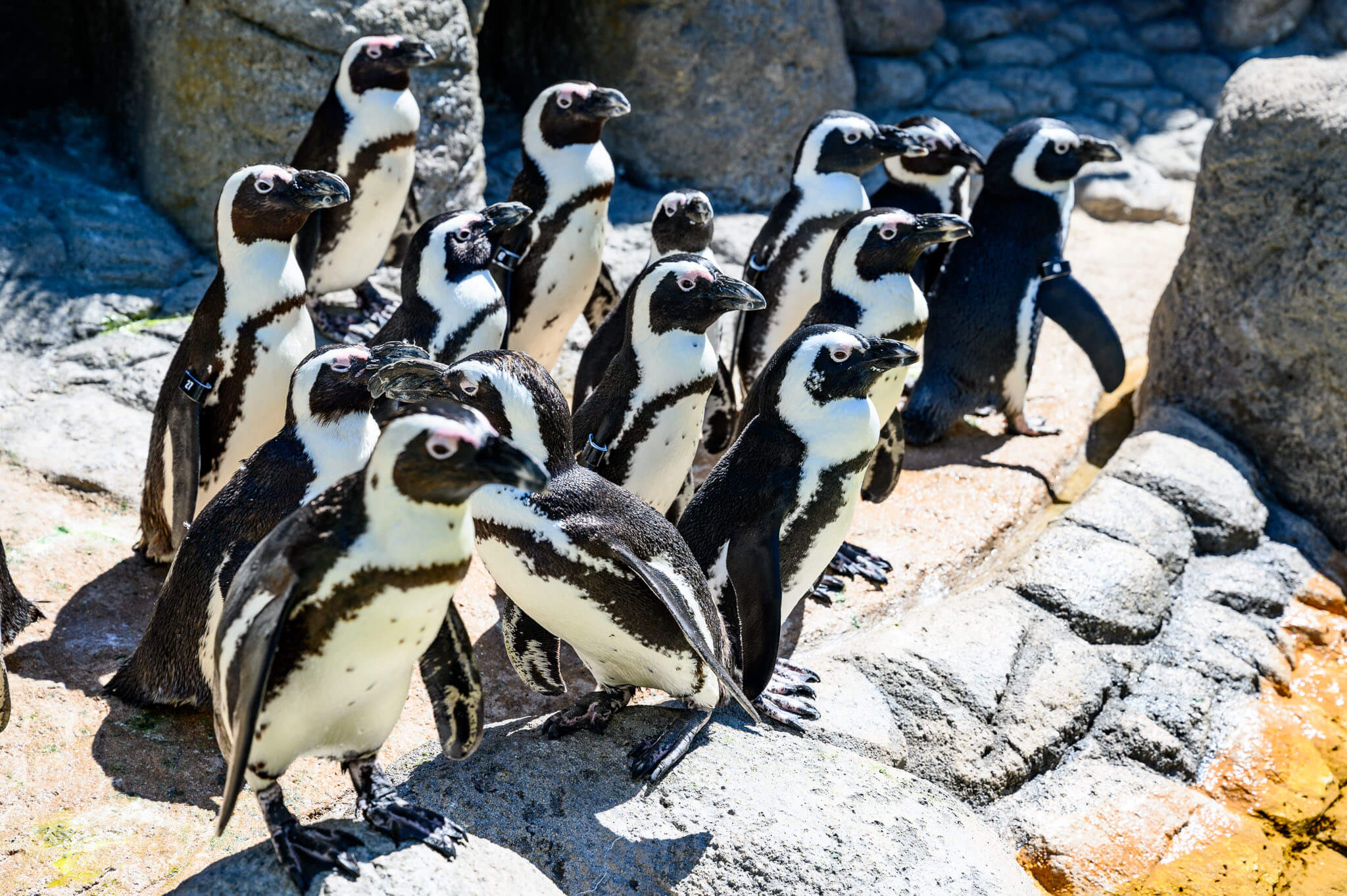 African Penguins at the Adventure Aquarium