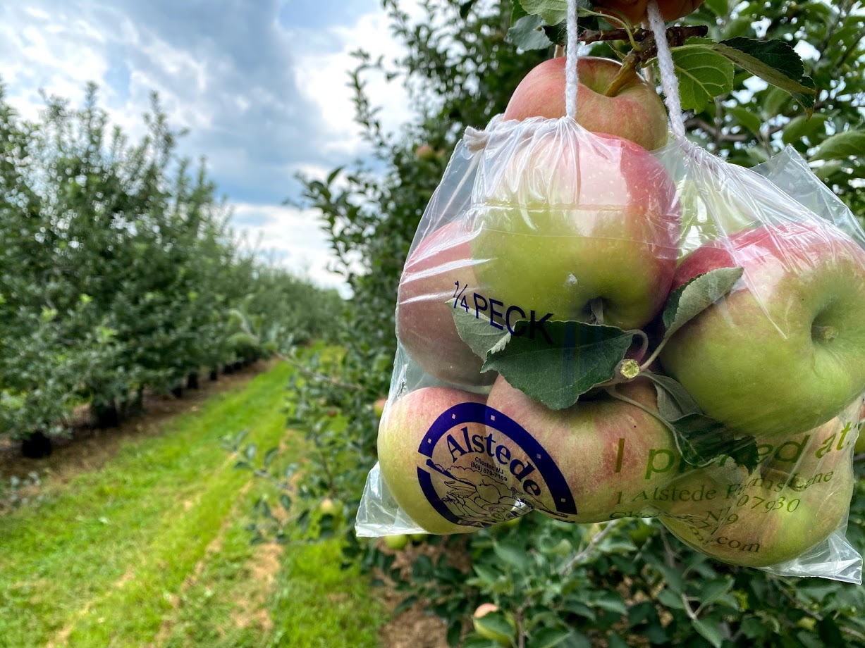 Apple Picking