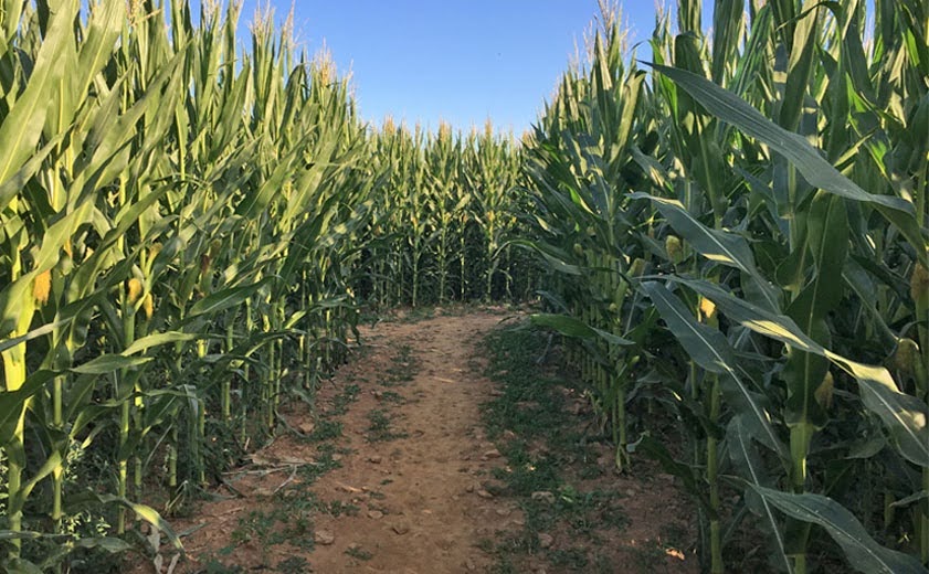 Entrance to Corn Maze