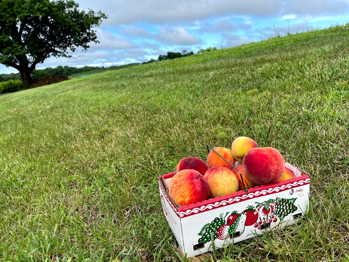 Peach Picking