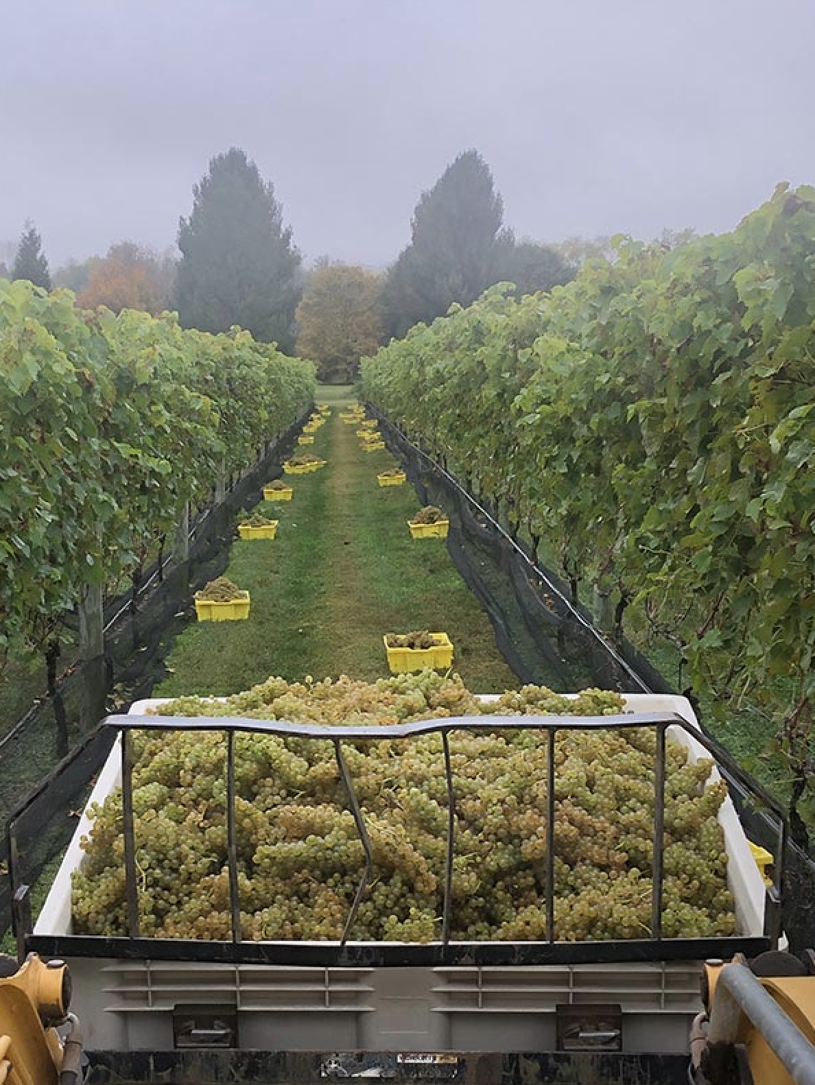 white grapes being harvested from the vines