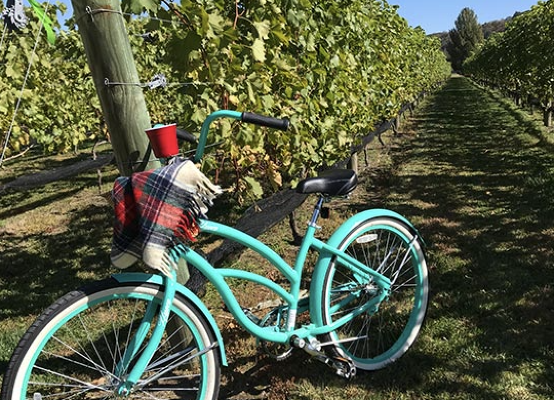 teal cruising bicycle propped against the vines as the vineyard is located off the canal path