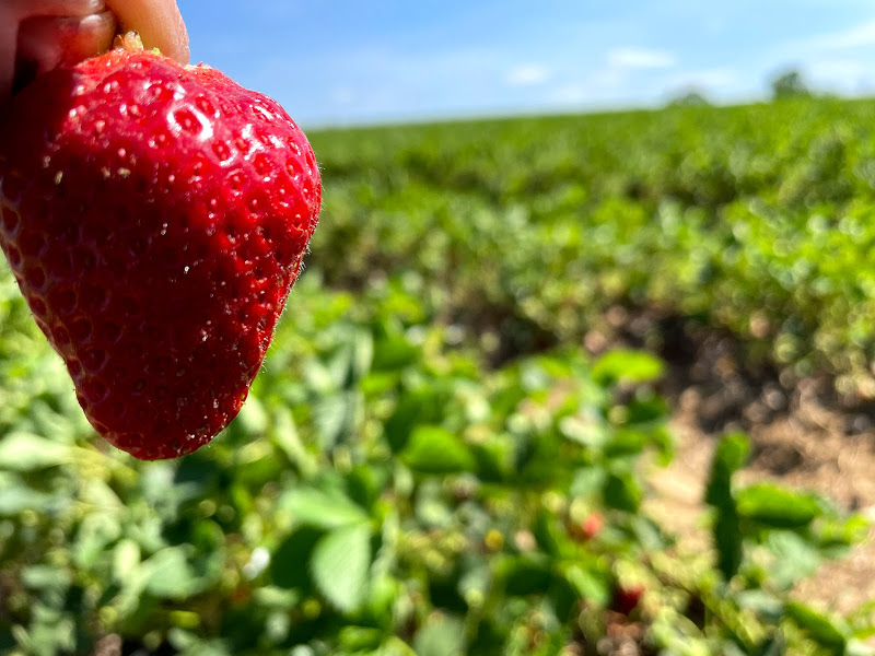 Strawberry Picking