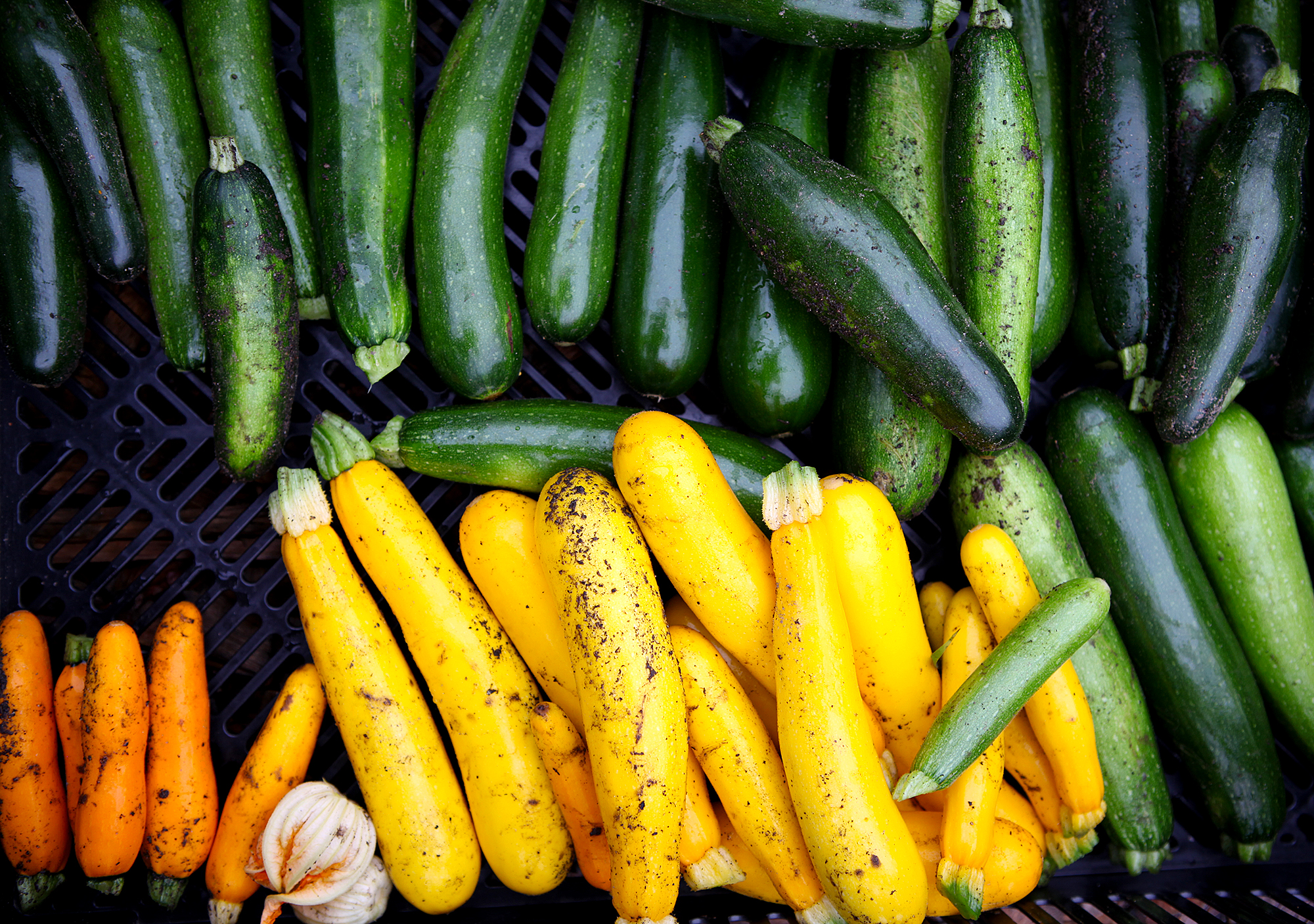 Hawk Ridge Farm | VisitNJ.org
