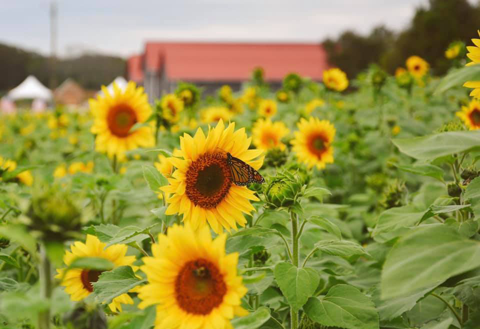 sunflower fields