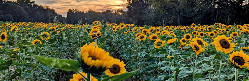 New Jersey Berry Picking & Summer Garden Escapes | VisitNJ.org