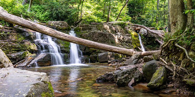 A fallen tree branch connects one side of land to the other, lying over a clear riverbank, in front of the Dunnfield Creek Falls, one of the many waterfalls in New Jersey. 