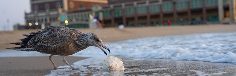 Jersey Shore Beaches