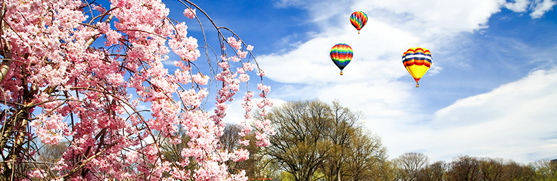 Ballonon Cherry Blossom Festival