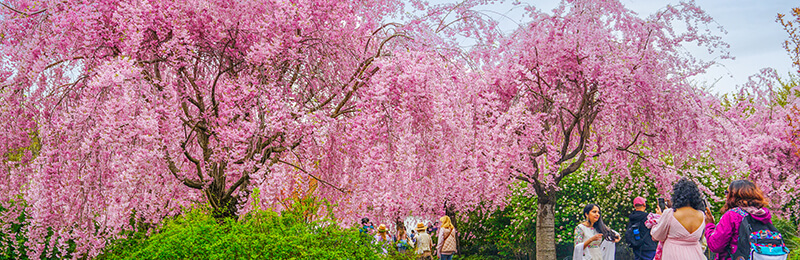 Cherry Blossoms at Branch Brook Park