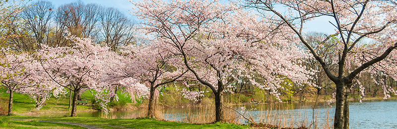 Cherry Blossoms in bloom at Branch Brook park in Newark New Jersey