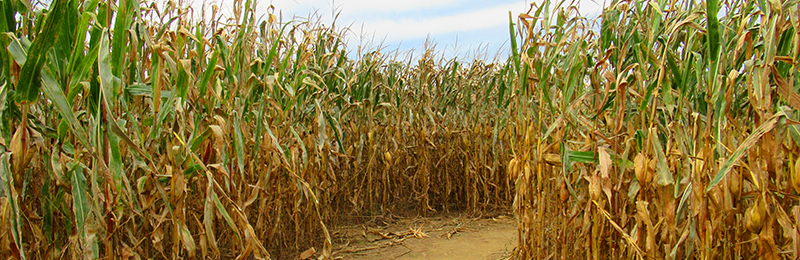 Corn Maze