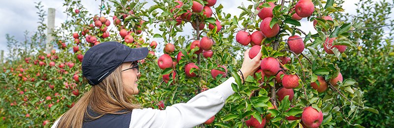 Terhune Orchards