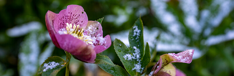 Hellebore