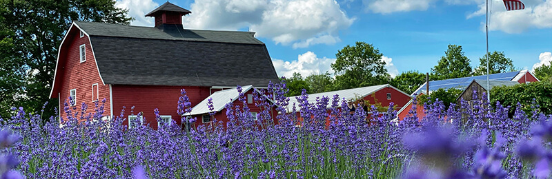 Spring Lavender Farm