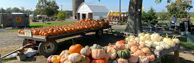NJ Pumpkins