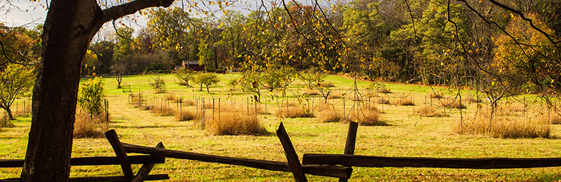 Jockey Hollow