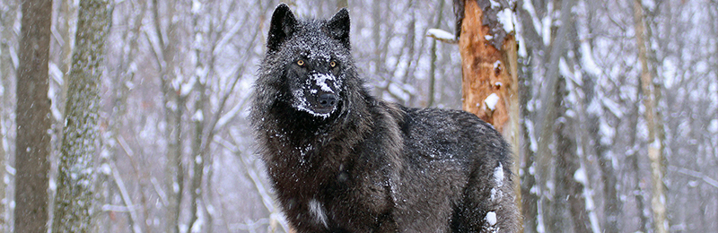 Lakota Wolf Preserve