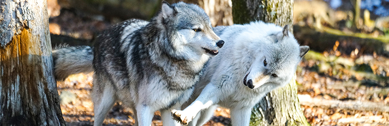 Lakota Wolf Preserve