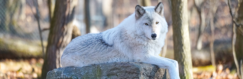 Lakota Wolf Preserve