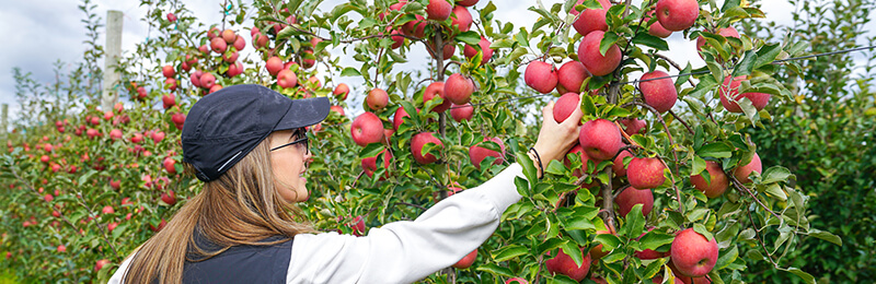 Terhune Orchards