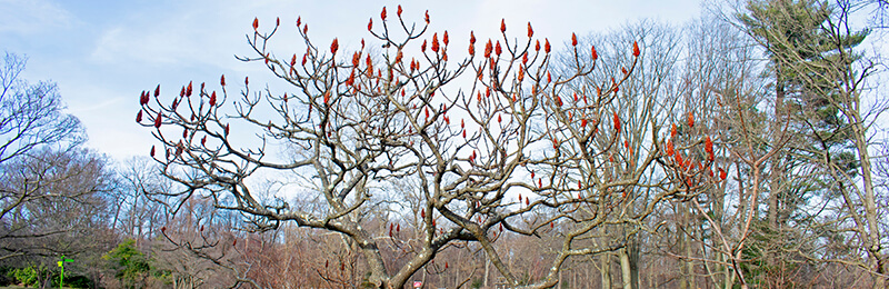 Rutgers Gardens