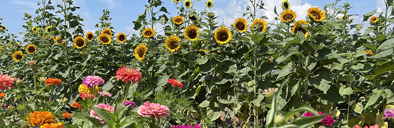 Zinnias at Synders