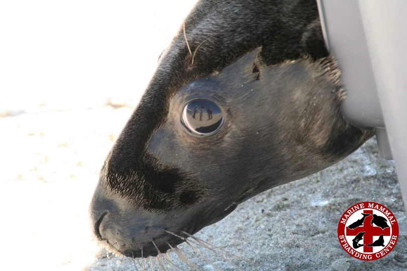 Grey seal being released