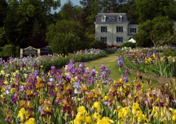 Essex County Presby Memorial Iris Gardens
