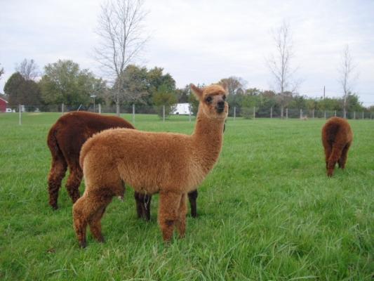 Stormwind Alpacas | VisitNJ.org