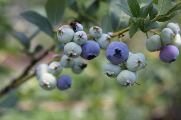 Blueberry Bash at Terhune Orchards