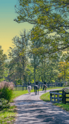 Hunterdon County Horse Farm