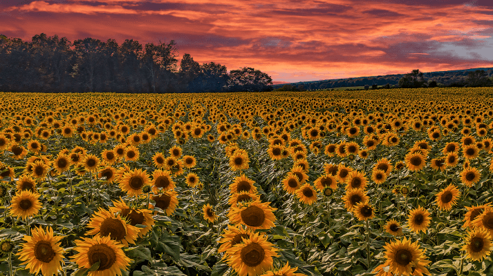 Sunflower field