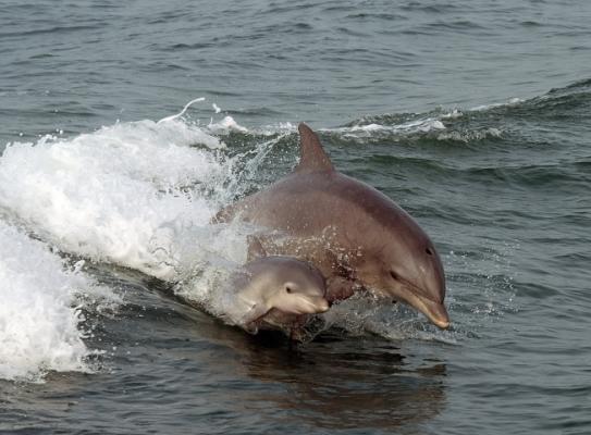 Thunder Cat Dolphin Watch