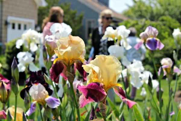 Spring Celebration Cape May Garden Tour