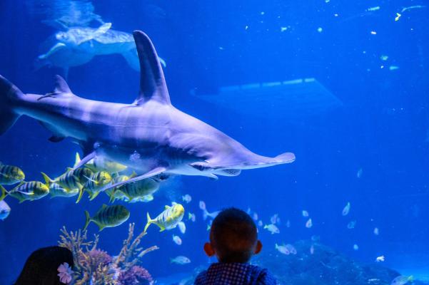 Hammerhead Shark at the Adventure Aquarium