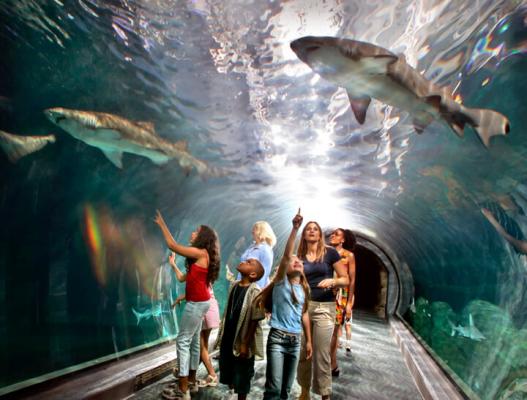 Family in the Adventure Aquarium Shark Tunnel