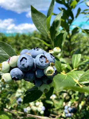 Blueberry Picking